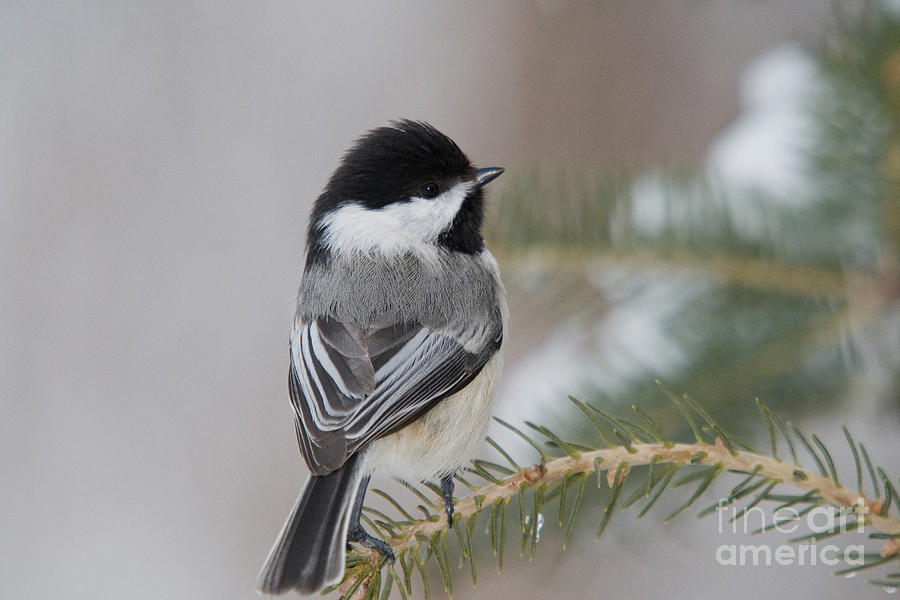 Black-capped Chickadee #35 Photograph by Linda Freshwaters Arndt