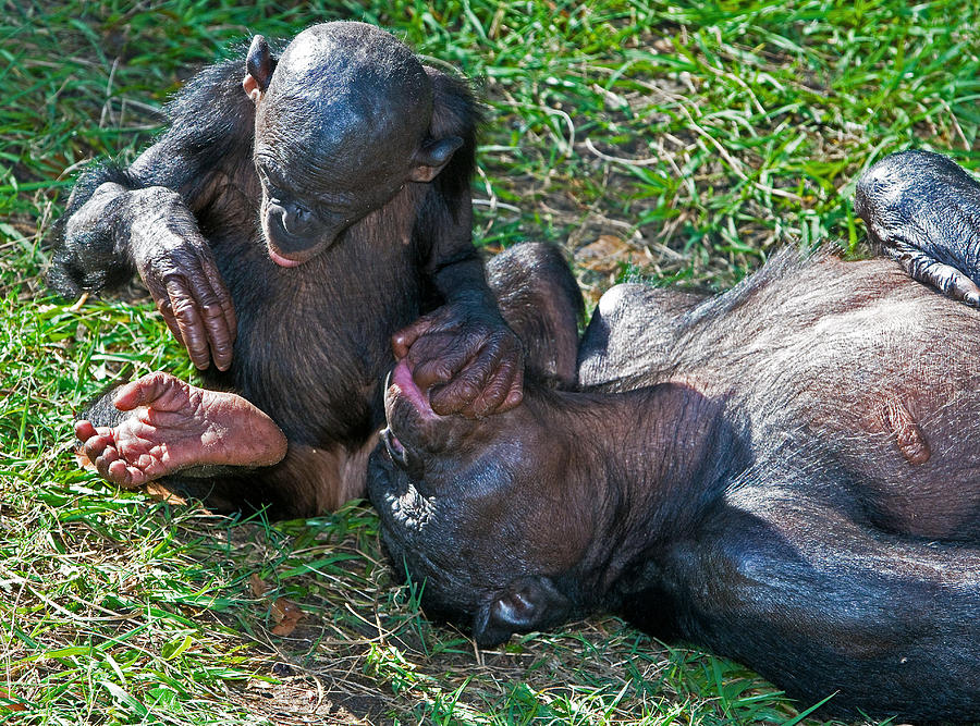 Bonobo Mother And Baby #35 Photograph by Millard H. Sharp
