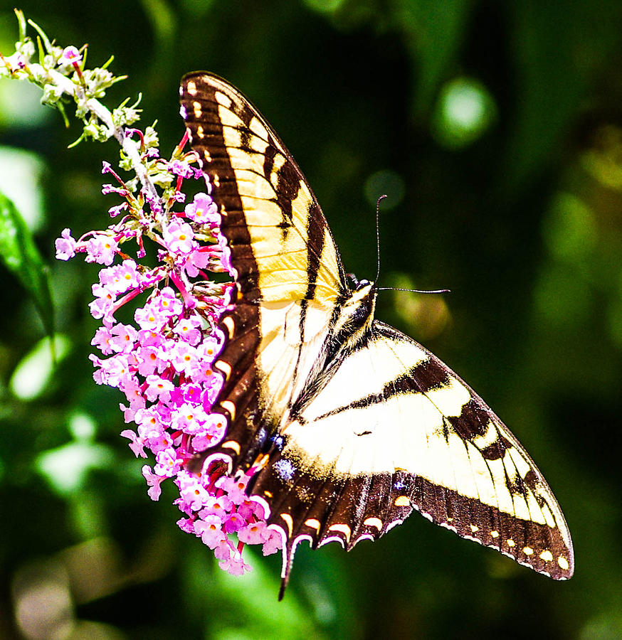Butterfly #35 Photograph by Gerald Kloss