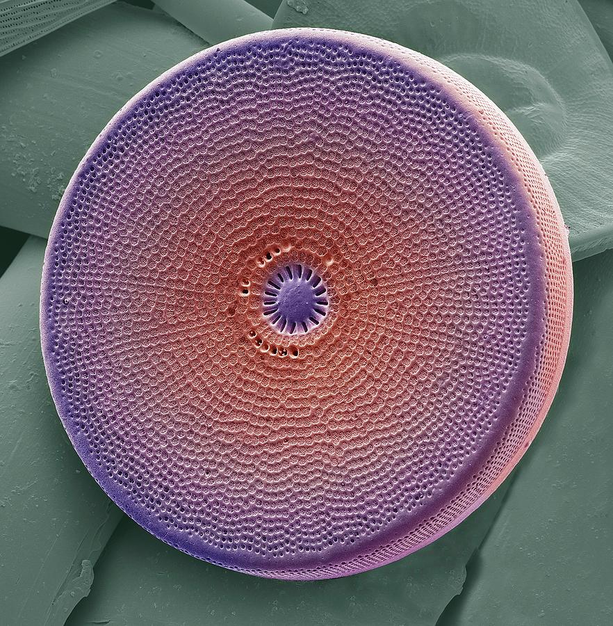 Diatom #35 Photograph by Steve Gschmeissner