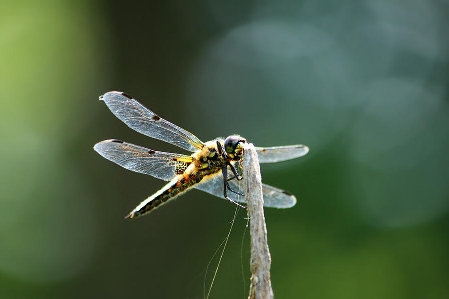 Dragonfly Photograph by Heike Hultsch - Fine Art America