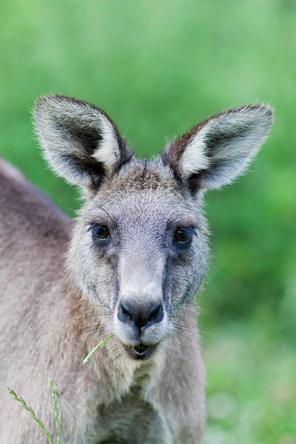 Eastern Grey Kangaroo The Australian Museum