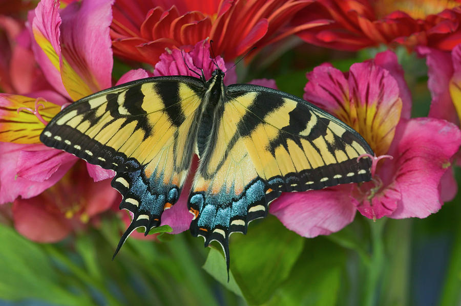 Eastern Tiger Swallowtail Butterfly Photograph by Darrell Gulin - Fine ...