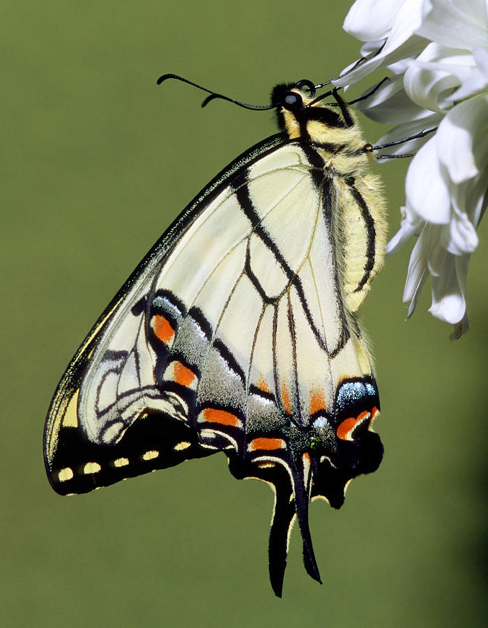 Eastern Tiger Swallowtail Butterfly #35 Photograph by Millard H. Sharp