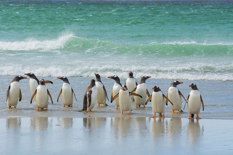 Penguin Photograph - Falkland Islands #35 by Inger Hogstrom