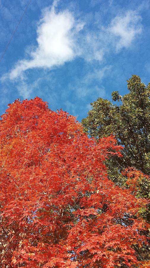 Fall Explosion of Color #35 Photograph by Kenny Glover