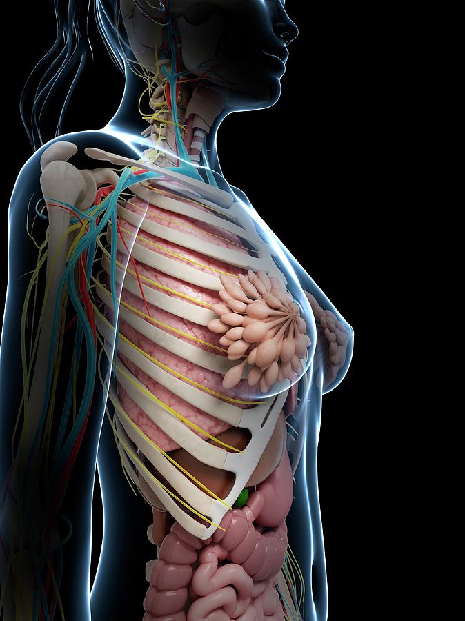 Female Anatomy Photograph By Sebastian Kaulitzki