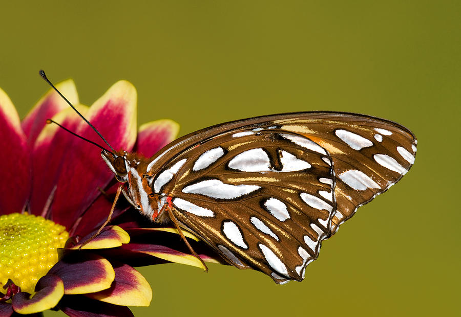 Gulf Fritillary Butterfly #35 Photograph by Millard H. Sharp