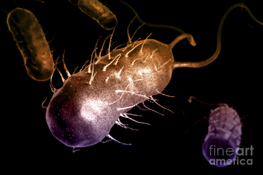 Helicobacter Pylori #35 Photograph by Science Picture Co