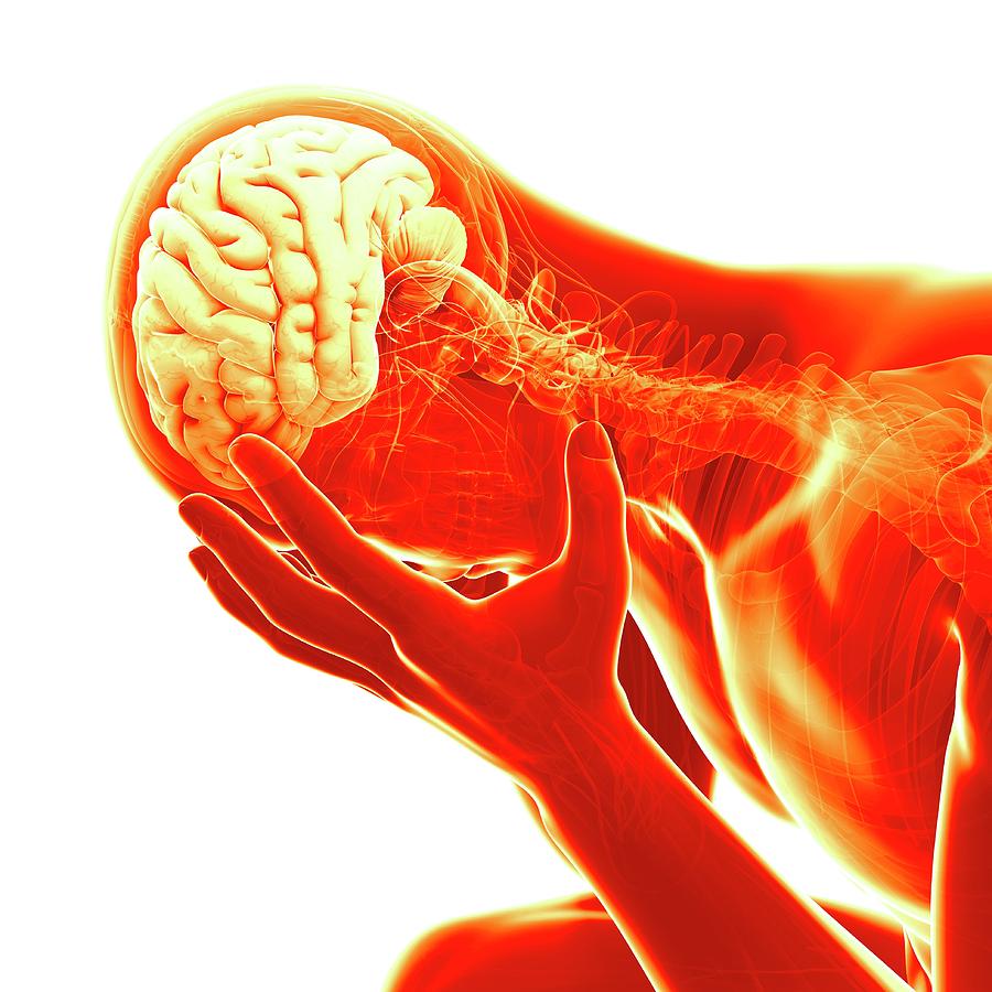 Human Brain #35 Photograph by Sebastian Kaulitzki