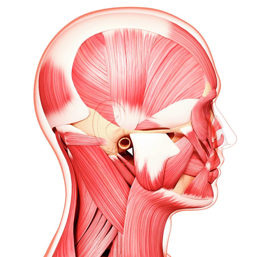 Human Head Musculature Photograph by Pixologicstudio/science Photo ...