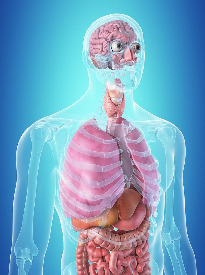 Human Internal Organs Photograph by Sciepro - Pixels