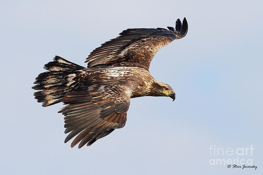 Immature Bald Eagle #35 Photograph by Steve Javorsky