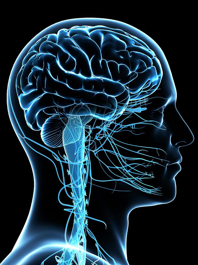 Male Nervous System Photograph by Sciepro/science Photo Library - Pixels