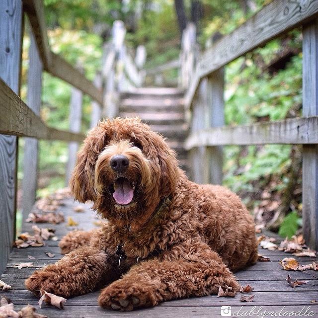 Barkbox Photograph - 3.5 Miles, 316 Steps To The Top. Yea #35 by Dublyn Slobodnik