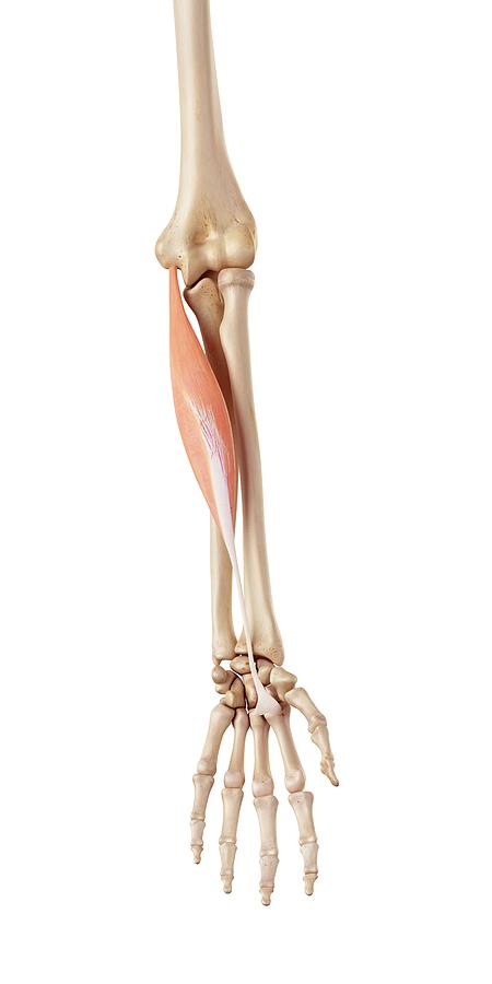 Muscles Of The Human Arm Photograph by Sebastian Kaulitzki/science ...