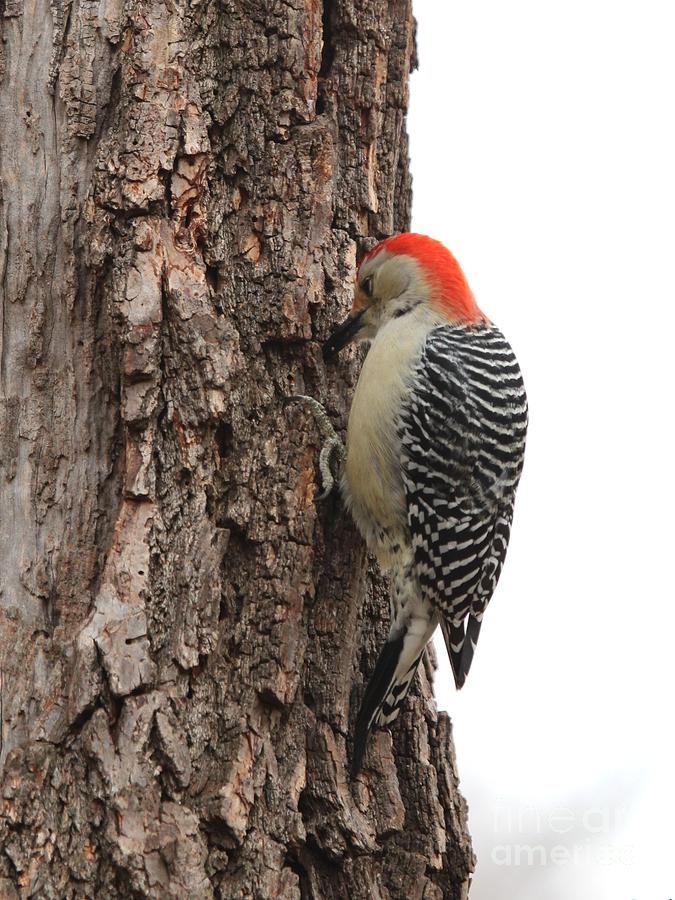 Red-bellied Woodpecker #35 Photograph by Jack R Brock