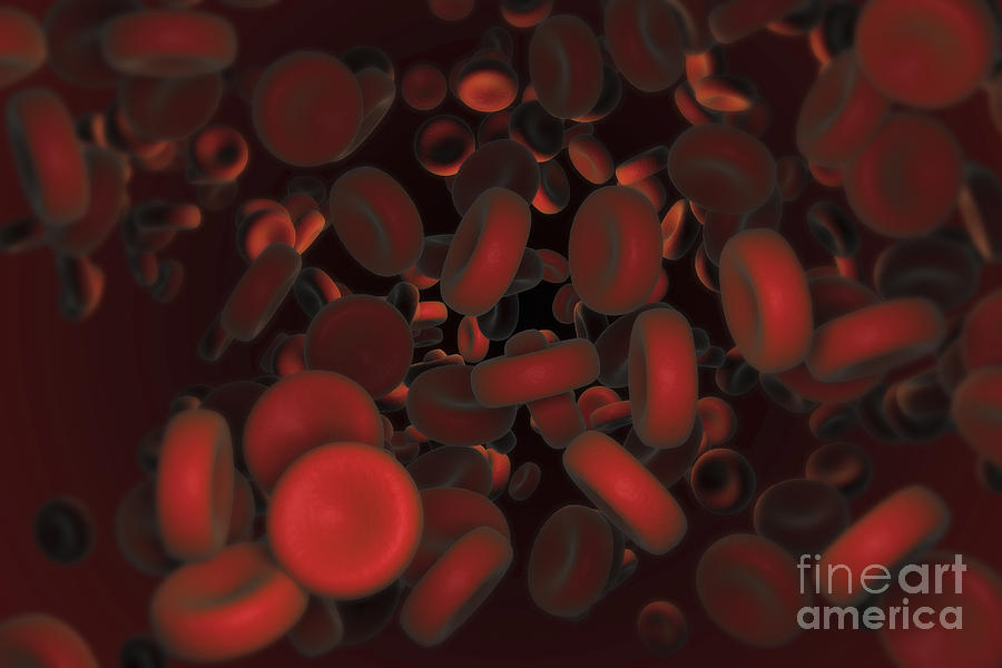 Red Blood Cells #35 Photograph by Science Picture Co