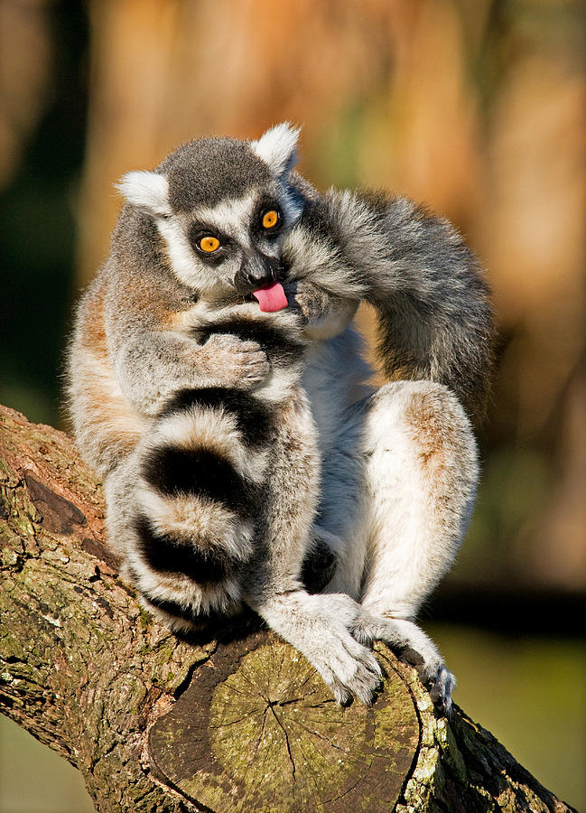 Ring Tailed Lemur #35 Photograph by Millard H. Sharp