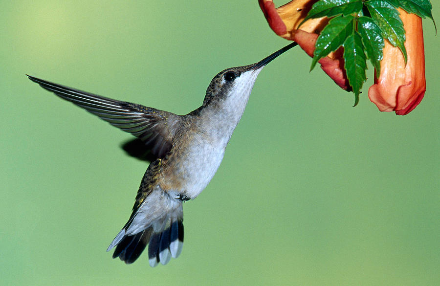 Ruby Throated Hummingbird #35 Photograph by Millard H. Sharp
