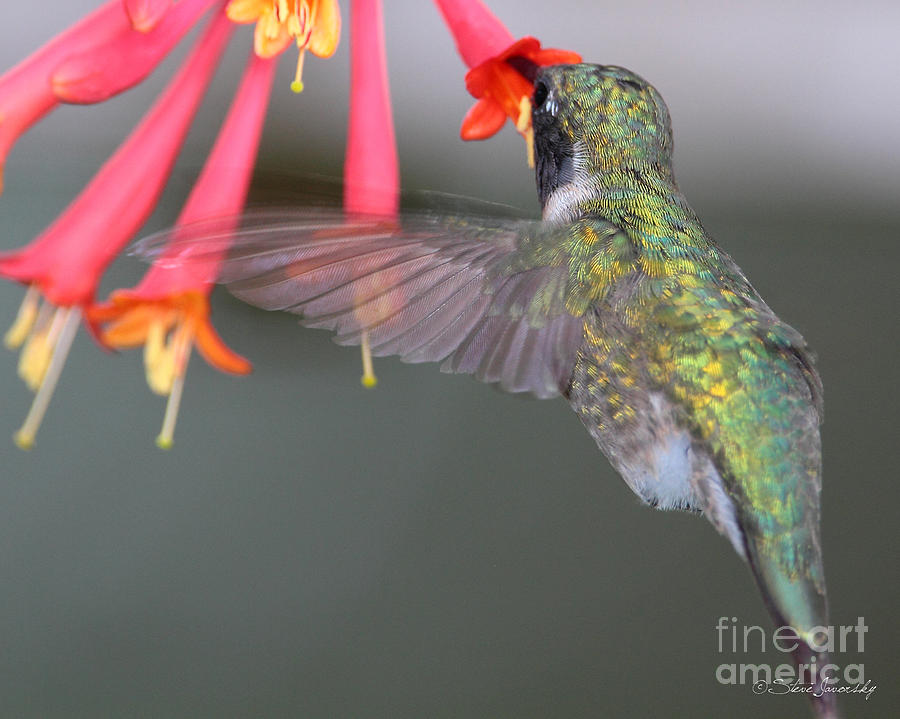 Ruby Throated Hummingbird #35 Photograph by Steve Javorsky