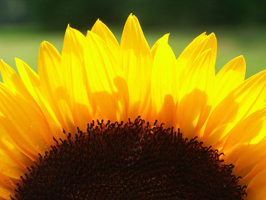 Sunflower #35 Photograph by Bonnie Sue Rauch