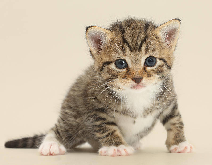 Tabby Kitten Photograph by Mark Taylor - Fine Art America