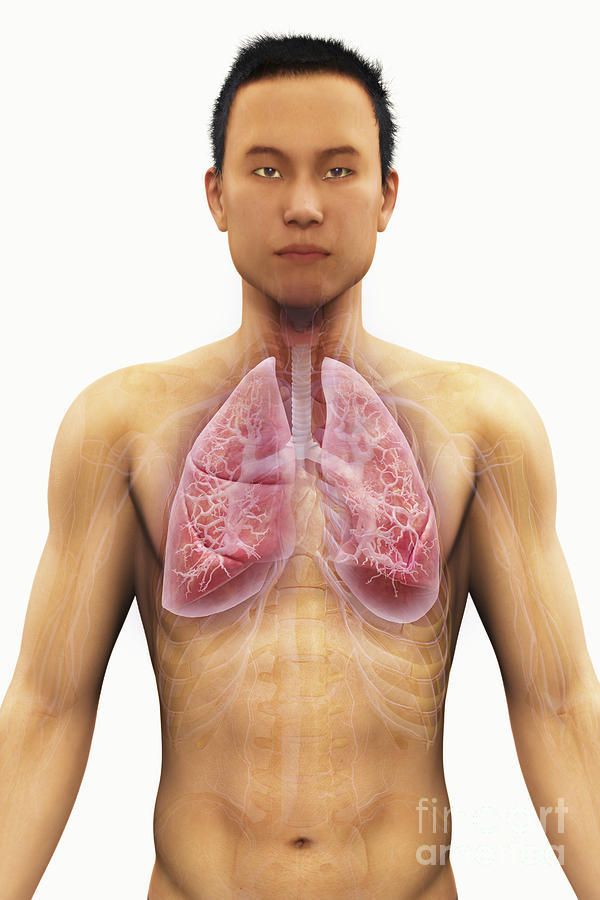 Organs Photograph - The Respiratory System #35 by Science Picture Co