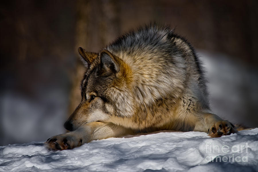 Timber Wolf Pictures by Michael Cummings Timber Wolf Pictures by Michael Cummings