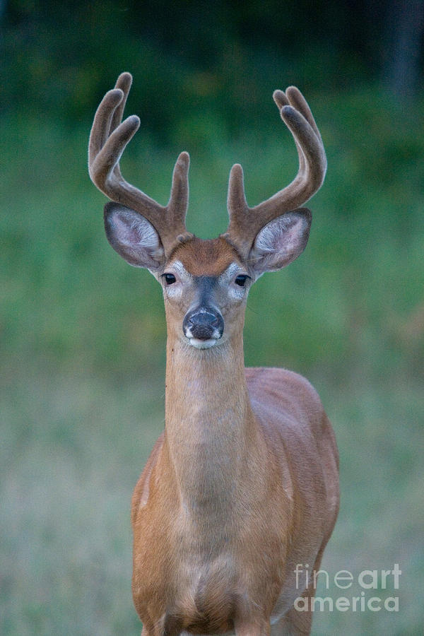 White-tailed Buck #35 Photograph by Linda Freshwaters Arndt