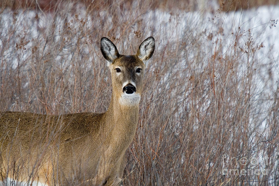 White-tailed Doe #35 Photograph by Linda Freshwaters Arndt