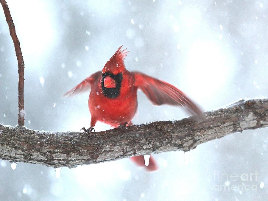 Northern Cardinal #350 Photograph by Jack R Brock
