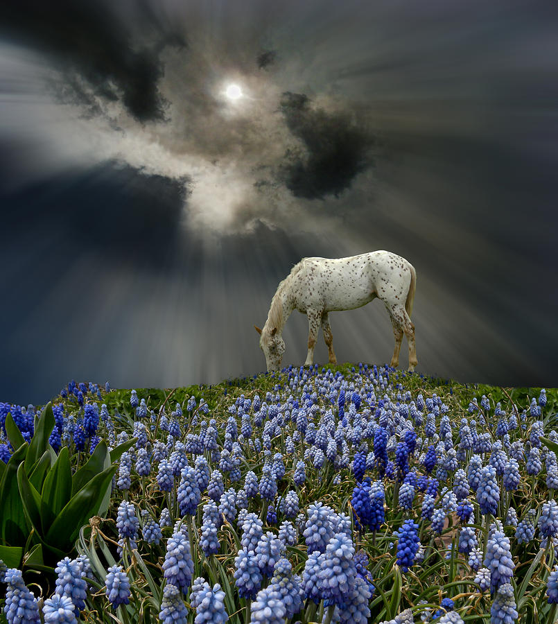 3506 Photograph by Peter Holme III