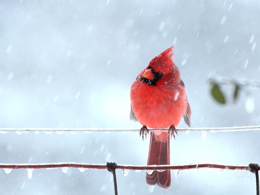 Northern Cardinal #351 Photograph by Jack R Brock