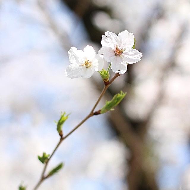 Cherryblossom Photograph - Instagram Photo #351413005421 by Tomohiro TAMIMORI