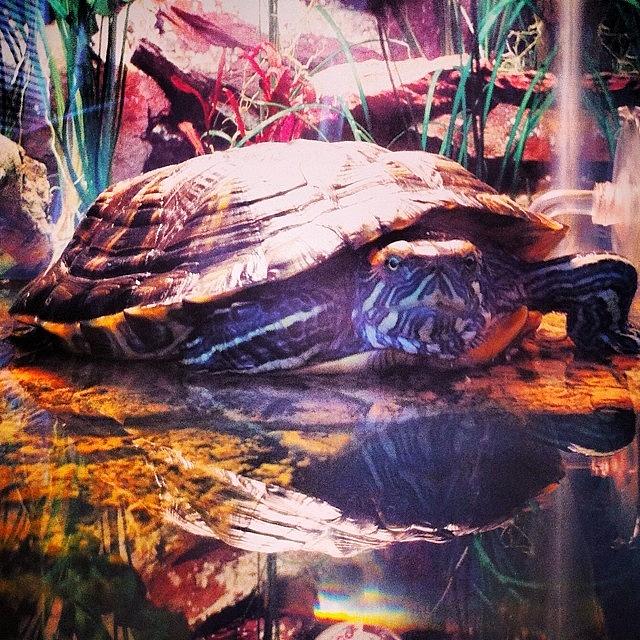 Turtle Photograph - Padme the Turtle by Jenna Collier