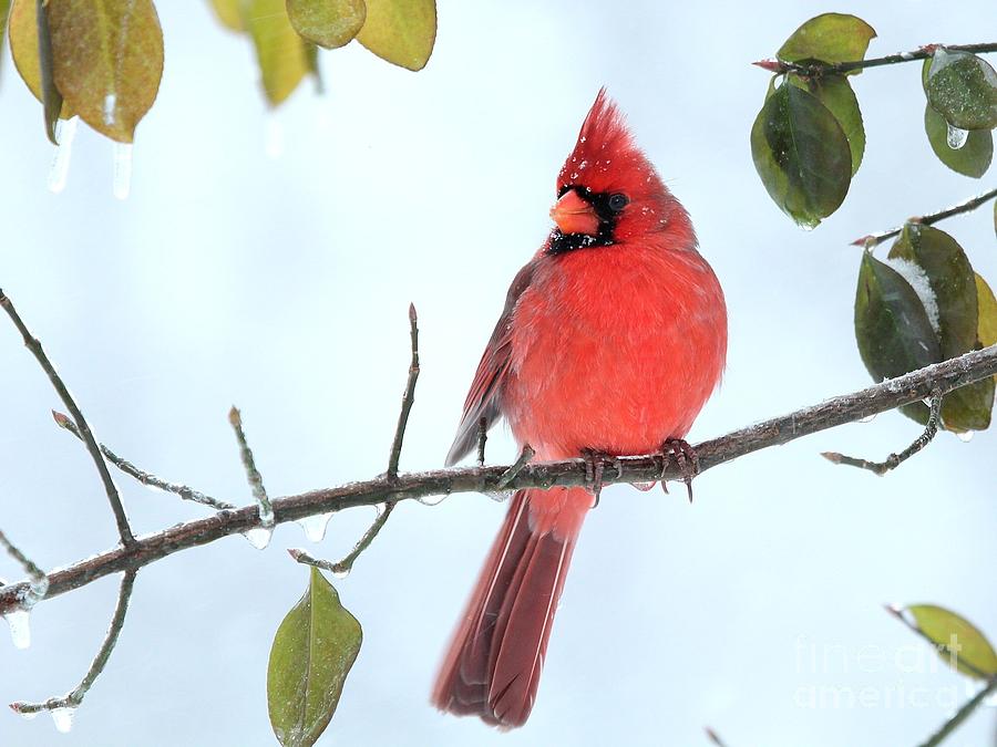 Northern Cardinal #352 Photograph by Jack R Brock