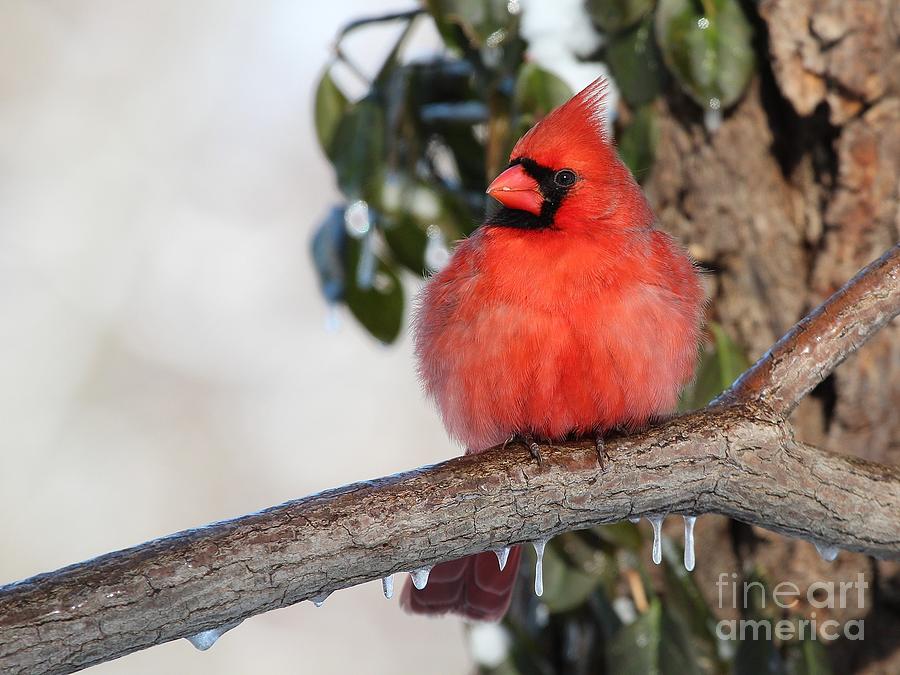 Northern Cardinal #353 Photograph by Jack R Brock