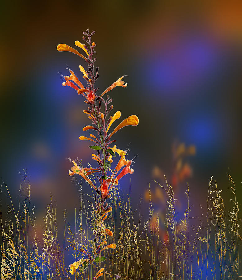 3538 Photograph by Peter Holme III