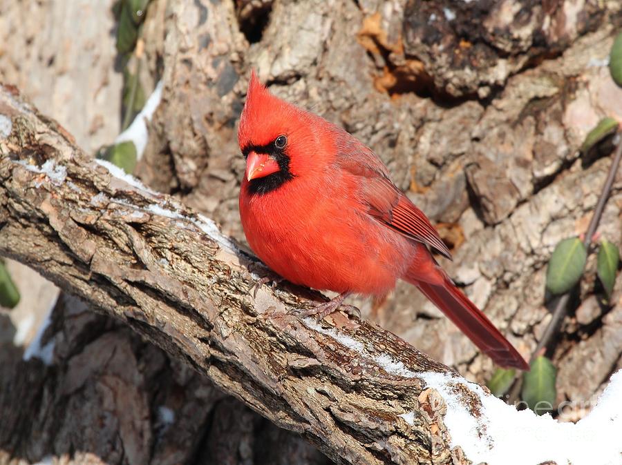 Northern Cardinal #355 Photograph by Jack R Brock