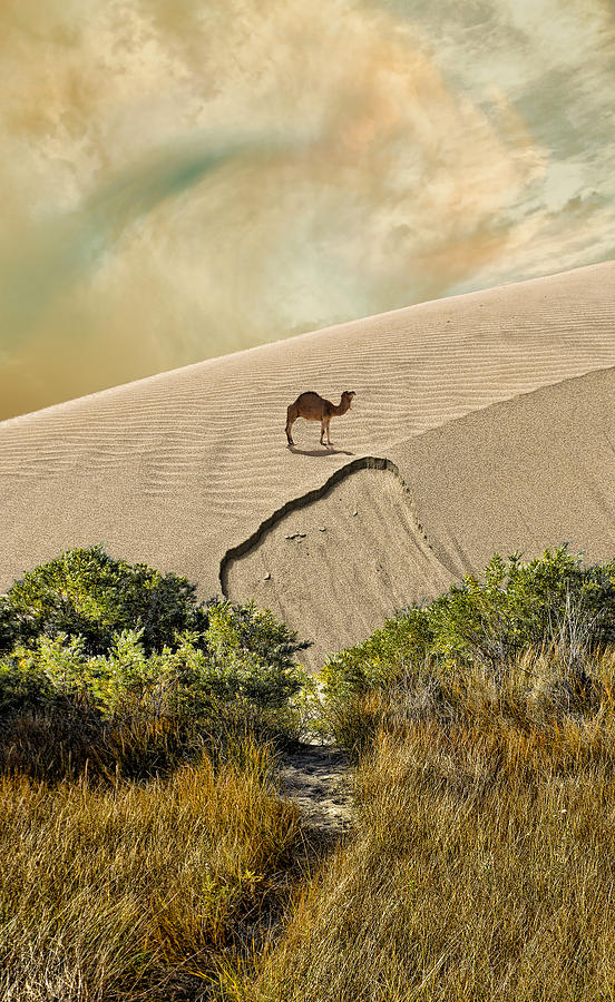 3550 Photograph by Peter Holme III