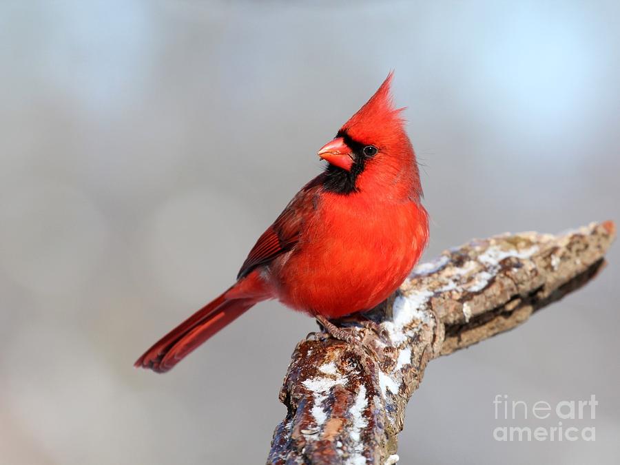Northern Cardinal #356 Photograph by Jack R Brock