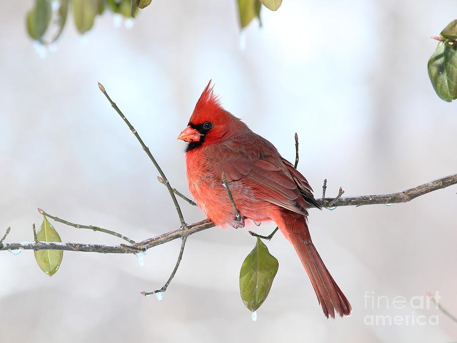 Northern Cardinal #358 Photograph by Jack R Brock