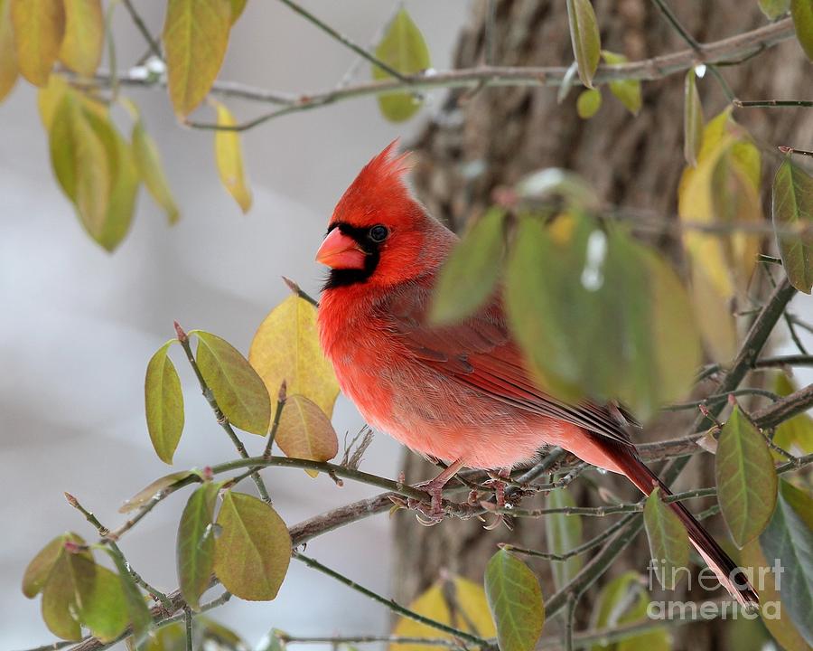 Northern Cardinal #359 Photograph by Jack R Brock