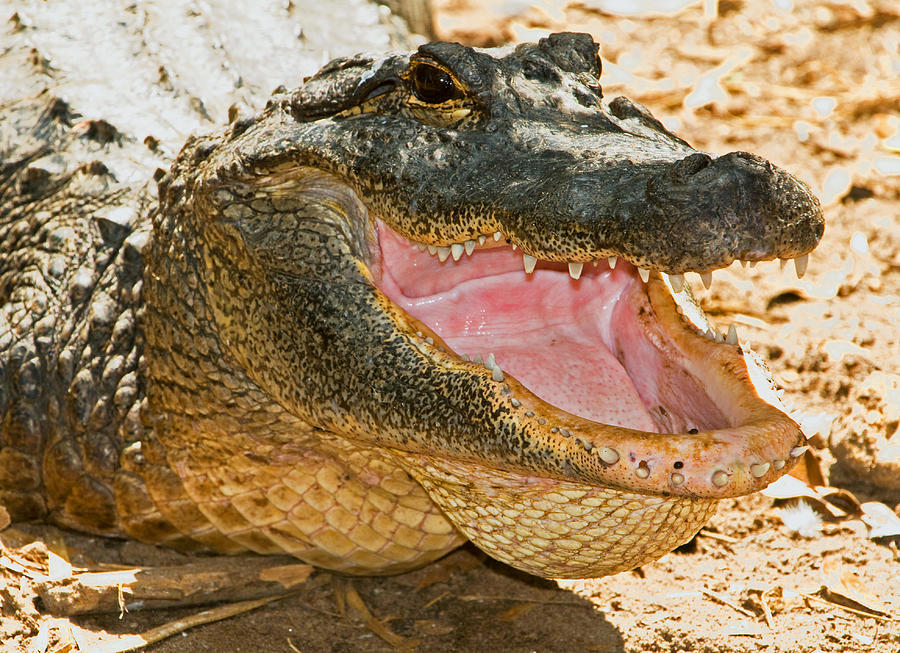 American Alligator #36 Photograph by Millard H. Sharp