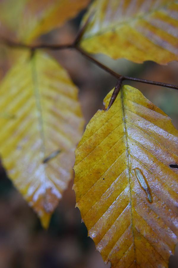 Autumn Leaves #36 Photograph by Curtis Krusie
