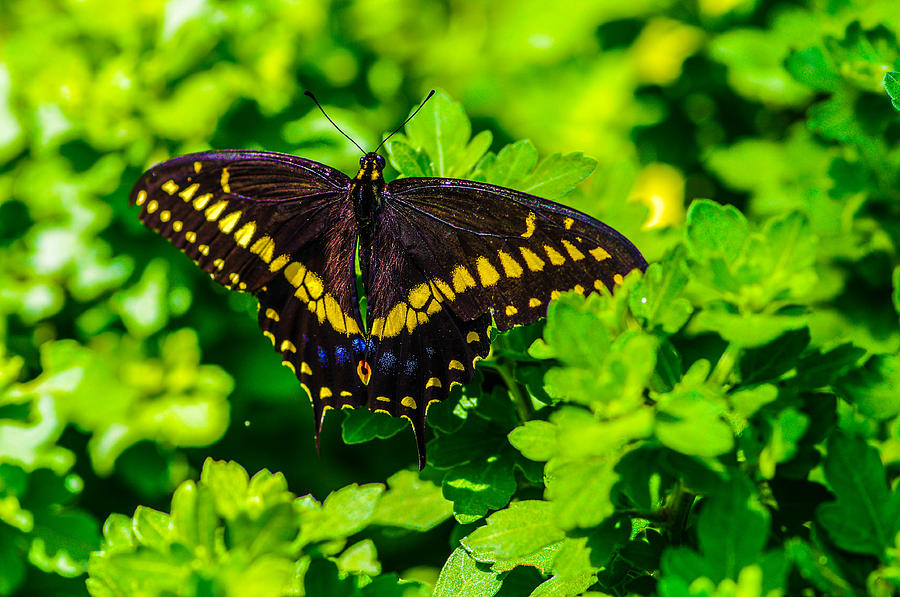 Butterfly #36 Photograph by Gerald Kloss