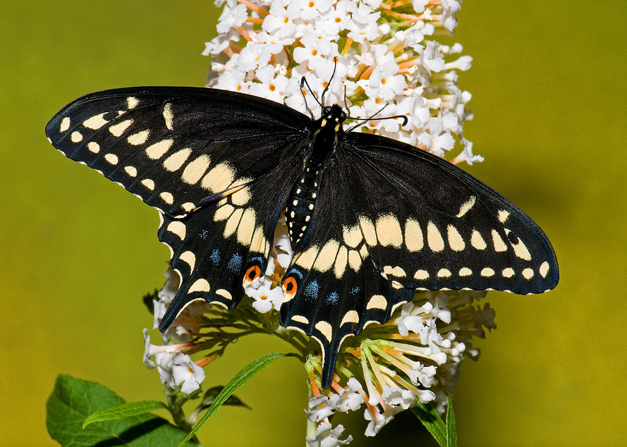 Eastern Black Swallowtail Butterfly Photograph By Millard H. Sharp