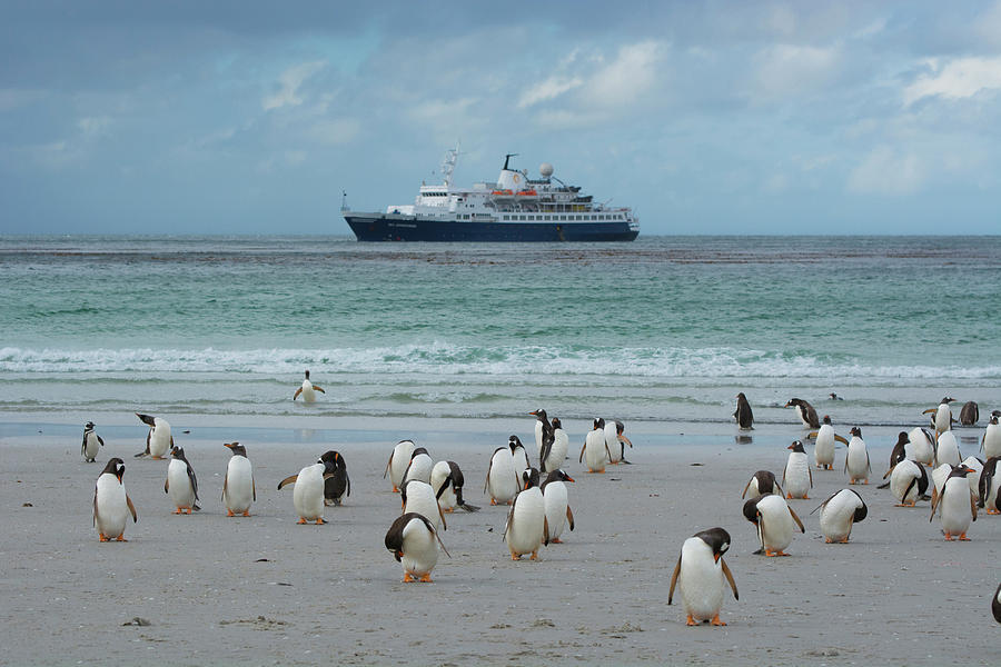 Penguin Photograph - Falkland Islands #36 by Inger Hogstrom
