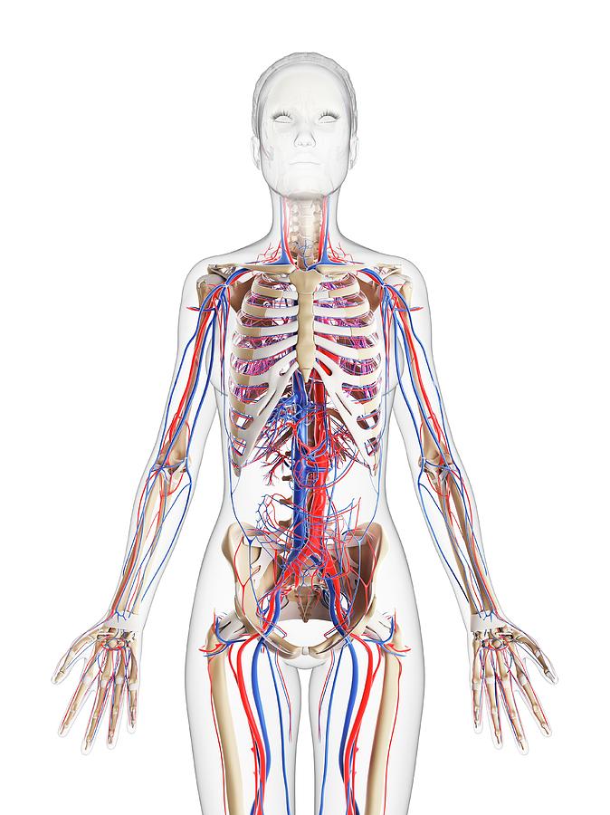 Female Cardiovascular System #36 Photograph by Sciepro/science Photo ...